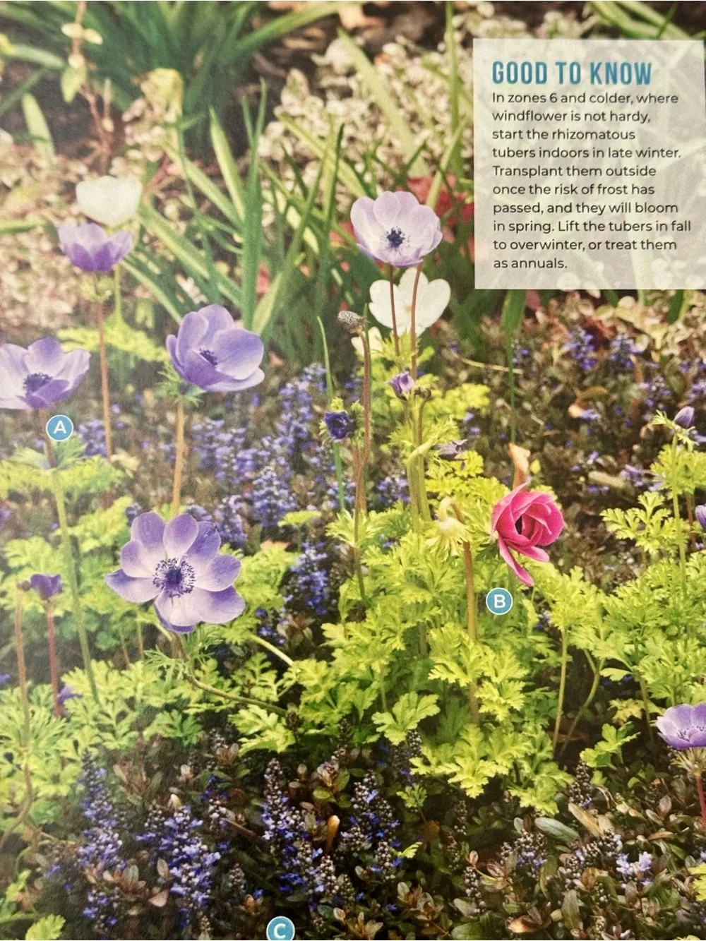Garden Gate Magazine January/February 2025 Gardening Tips & Best New Plants